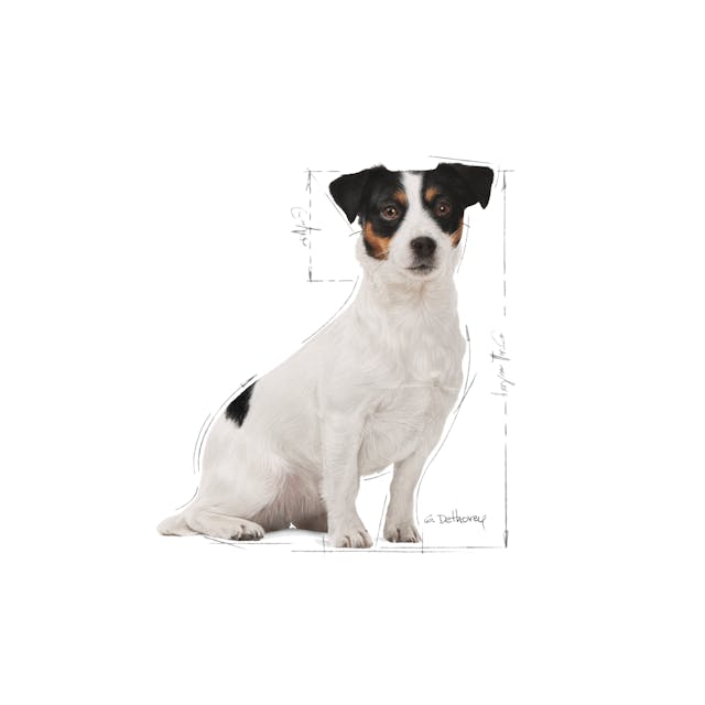 Royal Canin Dog Food Mini Adult 8+ - Image 3
