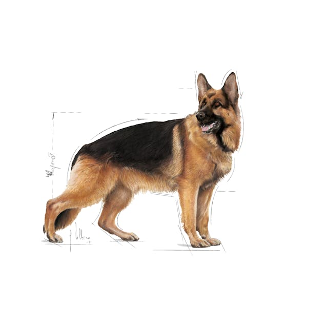 Royal Canin Maxi Adult 4kg - Image 3