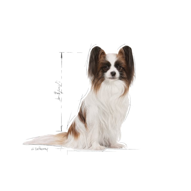 Royal Canin X-Small Adult 8+ - Image 4