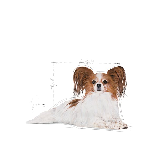 Royal Canin X-Small Ageing 12+ 1.5kg - Image 4