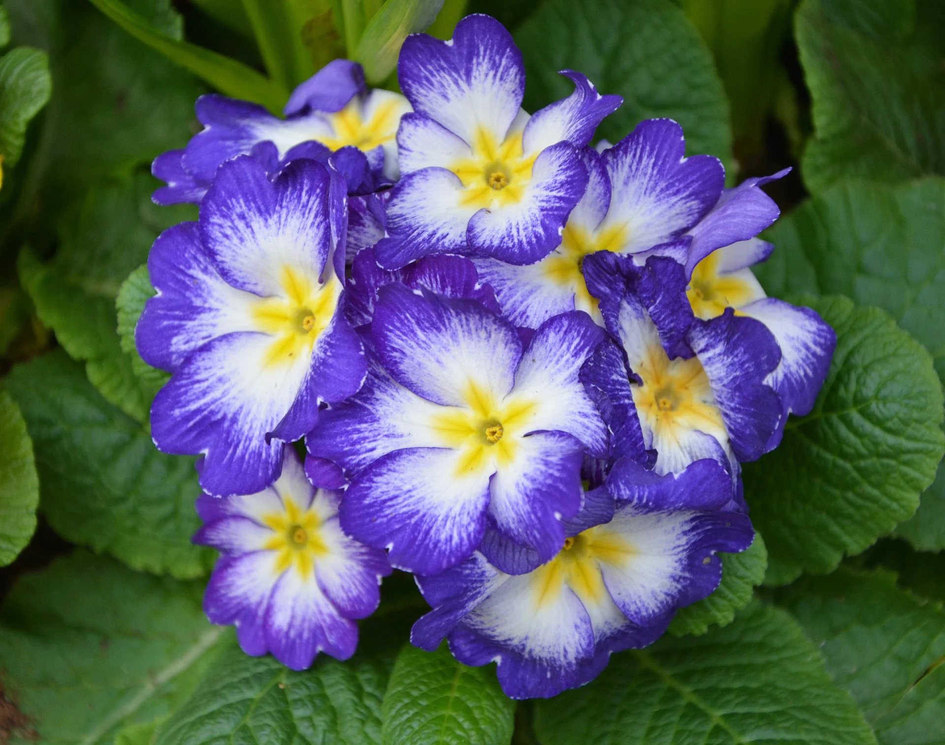 Primroses