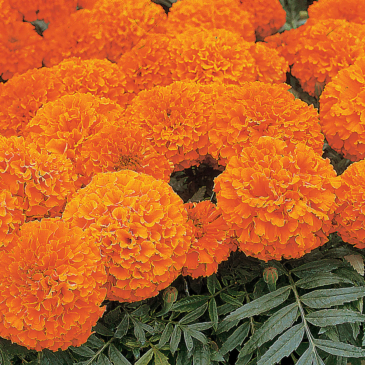 African Marigold Space Hopper Flower Seeds