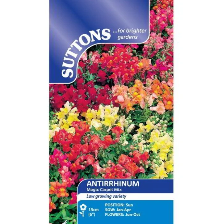Antirrginum Dragon Flower (Magic Carpet) Flower Seeds - Image 2