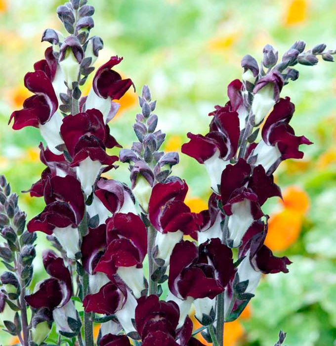 Antirrhinum 'Day & Night' - Seeds