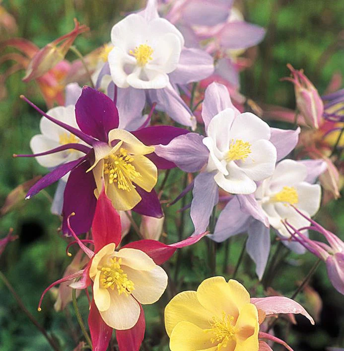 Aquilegia 'Pretty Bonnets Mix' - Seeds