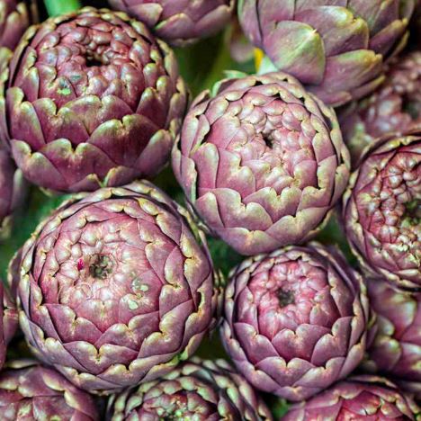 Artichoke 'Purple de Provence' - Seeds