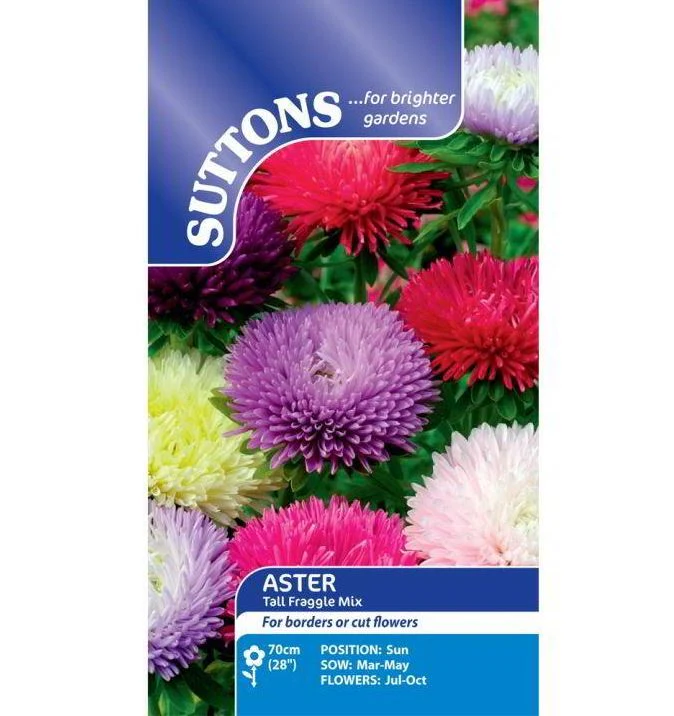 Aster 'Tall Fraggle Mix' - Seeds - Image 2