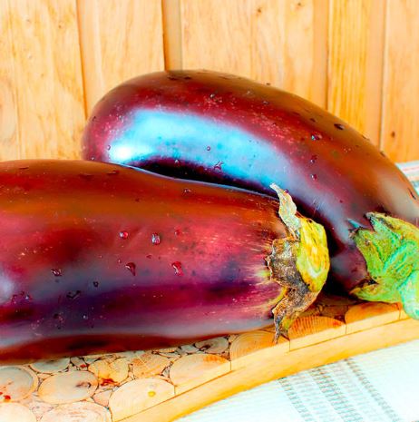 Aubergine F1 'Galine' - Seeds