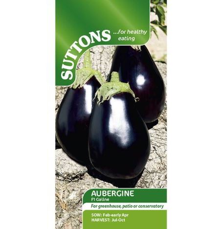 Aubergine F1 'Galine' - Seeds - Image 2