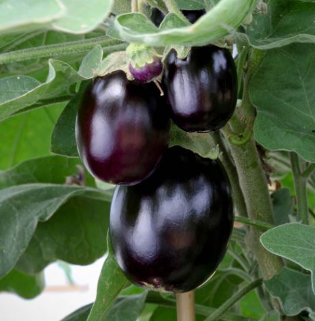 Aubergine 'Patio Mix' - Seeds - Image 3