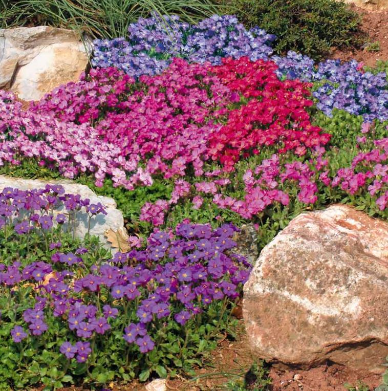 Aubrieta 'Cheeky Mix' - Seeds - Image 2