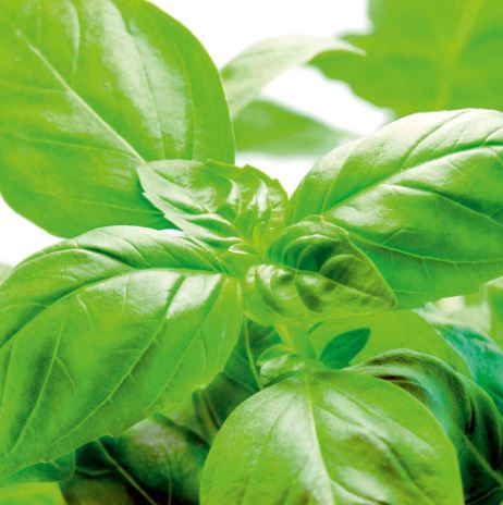Basil 'Sweet' - Herb Seeds - Image 2