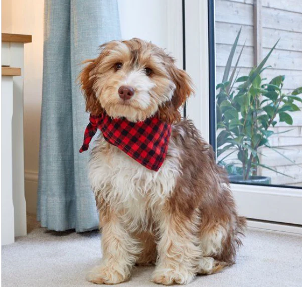 Beau Bandana - Red Check - Image 2