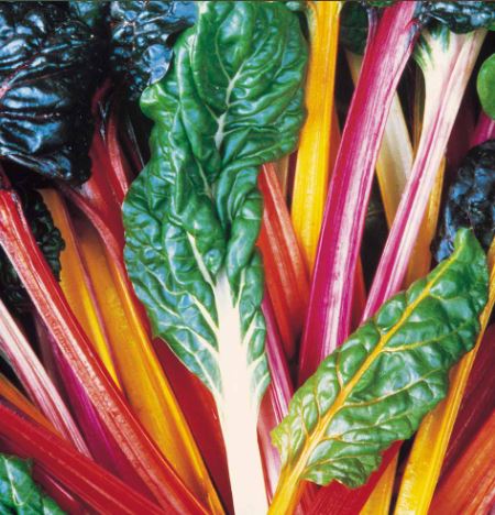 Beet (Leaf) 'Bright Lights' - Seeds
