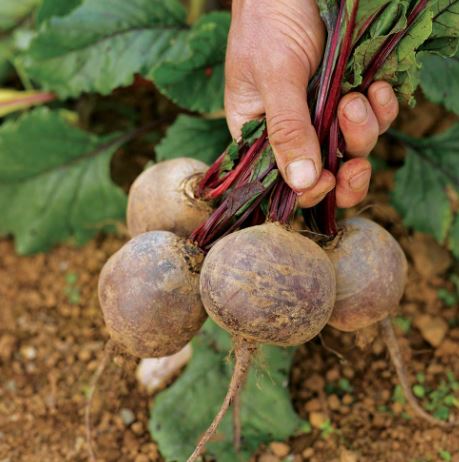 Beetroot 'Boltardy' - Seeds
