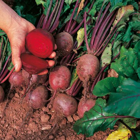 Beetroot 'Globe 2' - Seeds