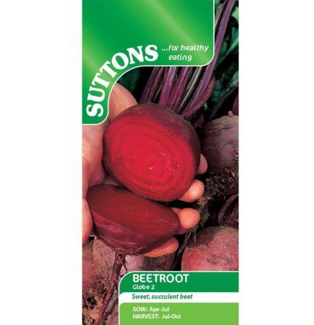 Beetroot 'Globe 2' - Seeds - Image 2