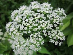 Bishop's Weed Seeds
