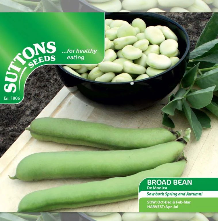 Broad Bean 'De Monica' - Seeds