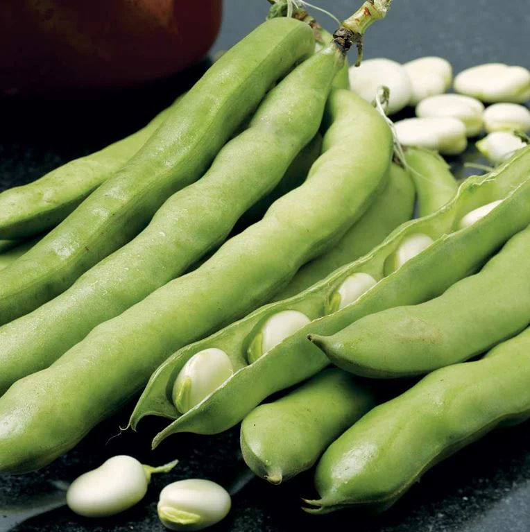 Broad Bean 'Giant Exhibition Longpod' - Seeds - Image 2