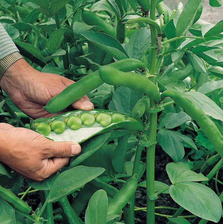 Broad Bean 'Masterpiece Green Longpod' - Seeds - Image 2