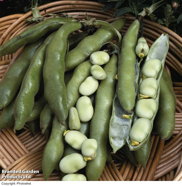 Broad Bean 'The Sutton' - Seeds - Image 2