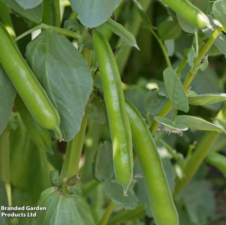 Broad Bean 'The Sutton' - Seeds - Image 4