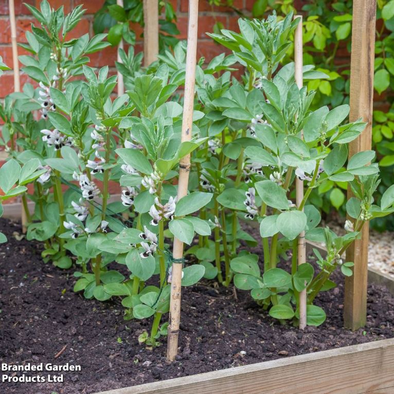 Broad Bean 'The Sutton' - Seeds - Image 7