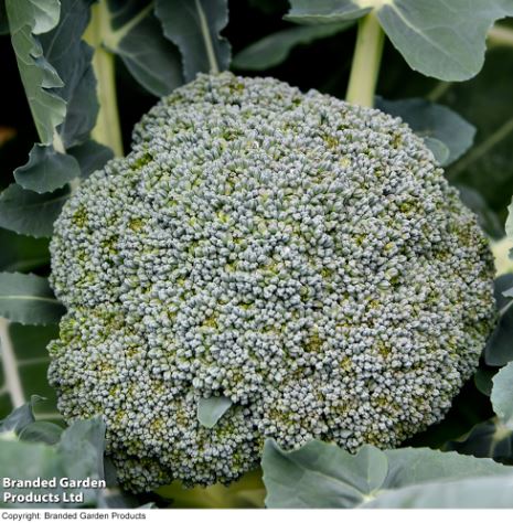 Broccoli F1 'Green Magic' - Seeds - Image 2