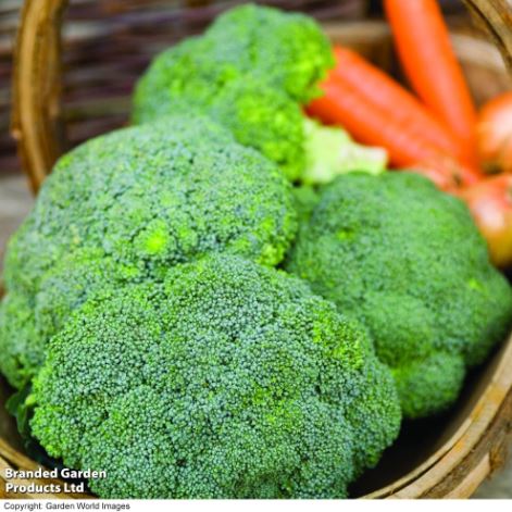 Broccoli F1 'Green Magic' - Seeds - Image 3