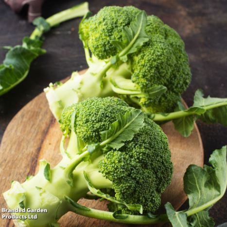 Broccoli F1 'Green Magic' - Seeds - Image 5