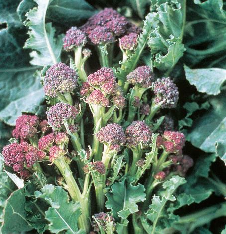 Broccoli 'Purple Sprouting' - Seeds