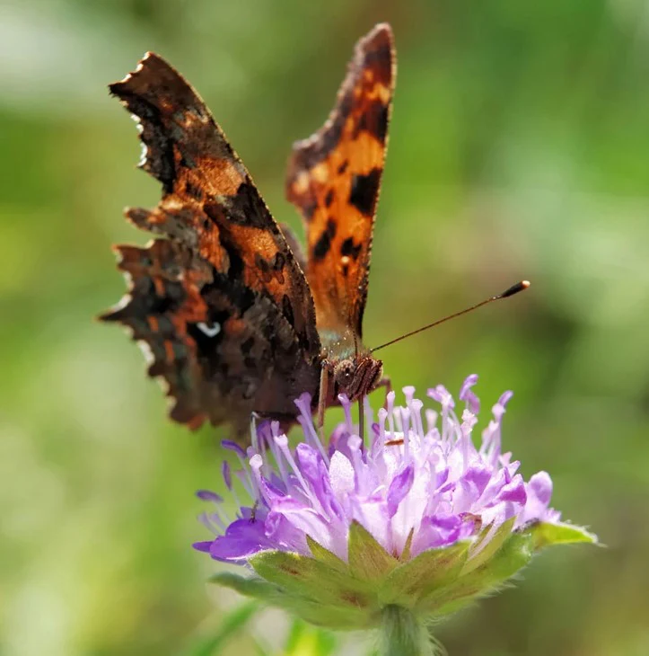 Butterfly Mix Flower Seeds - Image 2