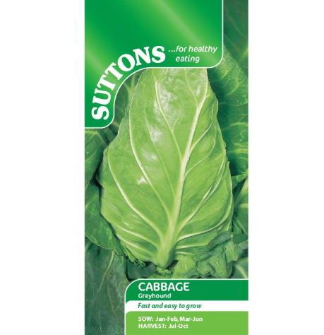 Cabbage 'Greyhound' - Seeds