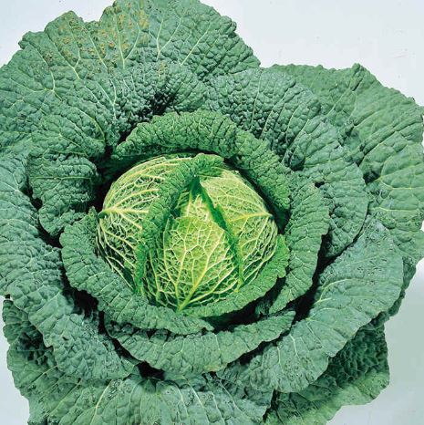 Cabbage (Savoy) 'Ormskirk (1) Rearguard' - Seeds