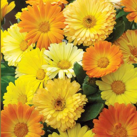 Calendula 'Bug Magnet (Daisy Mix)' - Seeds - Image 3