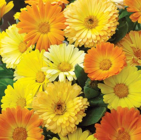 Calendula 'Bug Magnet (Daisy Mix)' - Seeds