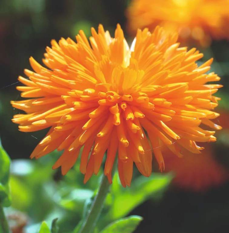 Calendula 'Porcupine' - Seeds