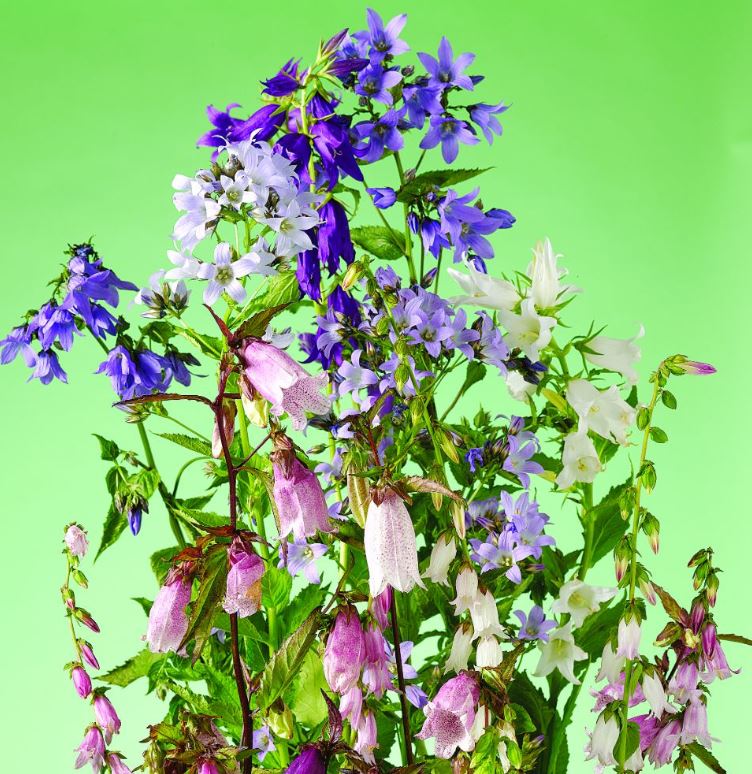 Campanula 'Cottage Garden Mix' - Seeds