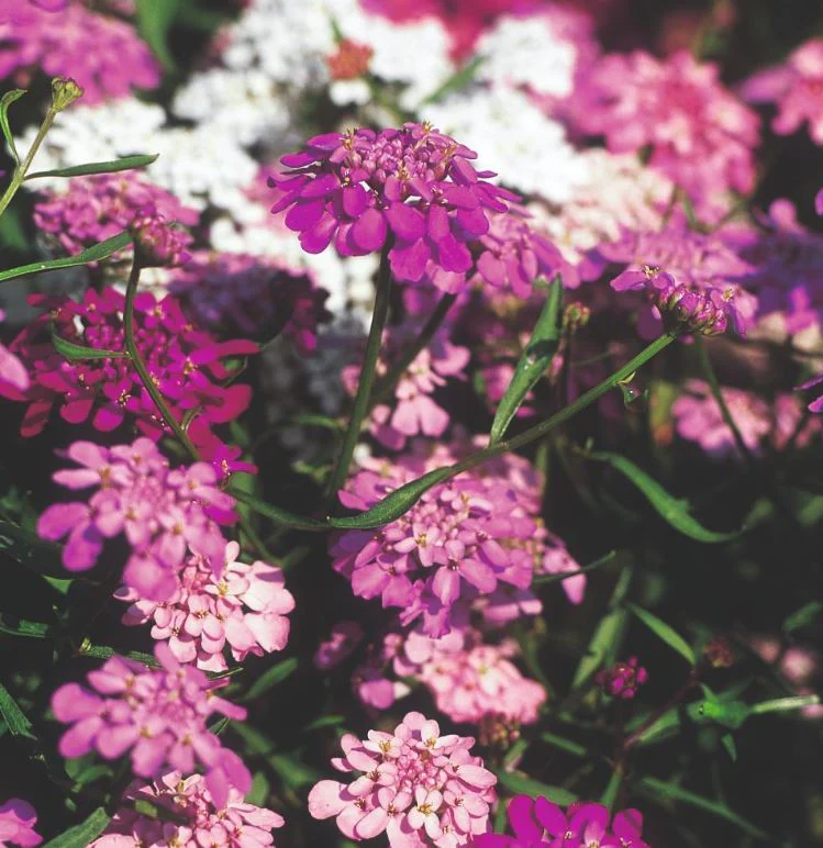 Candytuft 'Fairy Mix' - Seeds