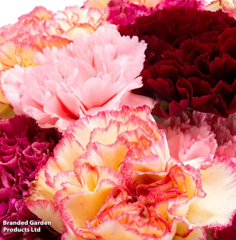 Carnation 'Chabaud Giant Mix' - Seeds - Image 2