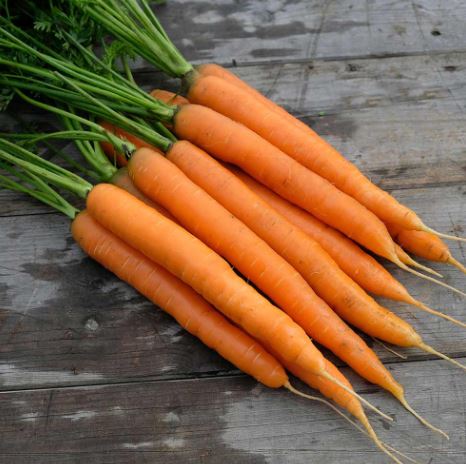 Carrot 'Amsterdam Forcing 3' - Seeds
