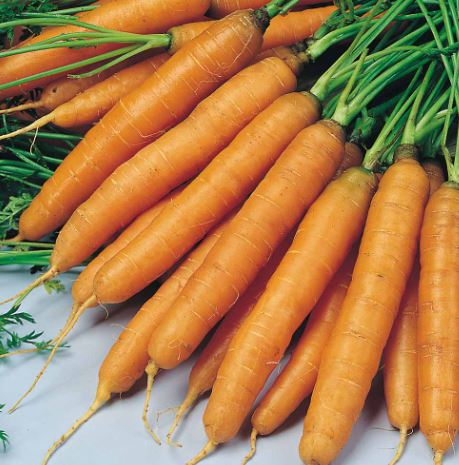 Carrot 'Amsterdam Forcing 3' - Seeds - Image 3