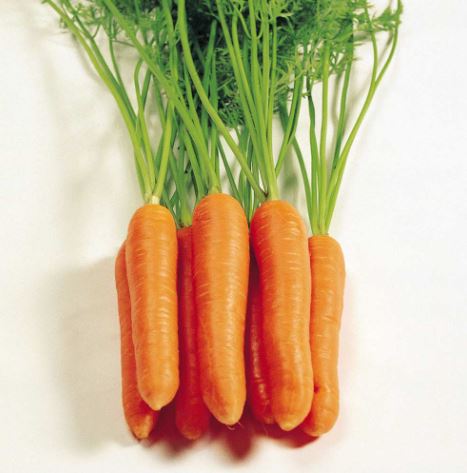 Carrot F1 'Eskimo' - Seeds - Image 2
