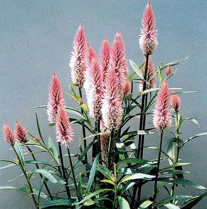 Celosia 'Flamingo Feather' - Seeds - Image 2