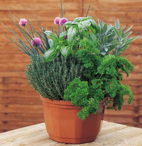 Chives - Herb Seeds - Image 3