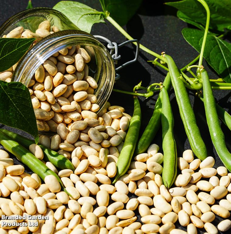 Climbing French Bean 'Blue Lake' - Seeds