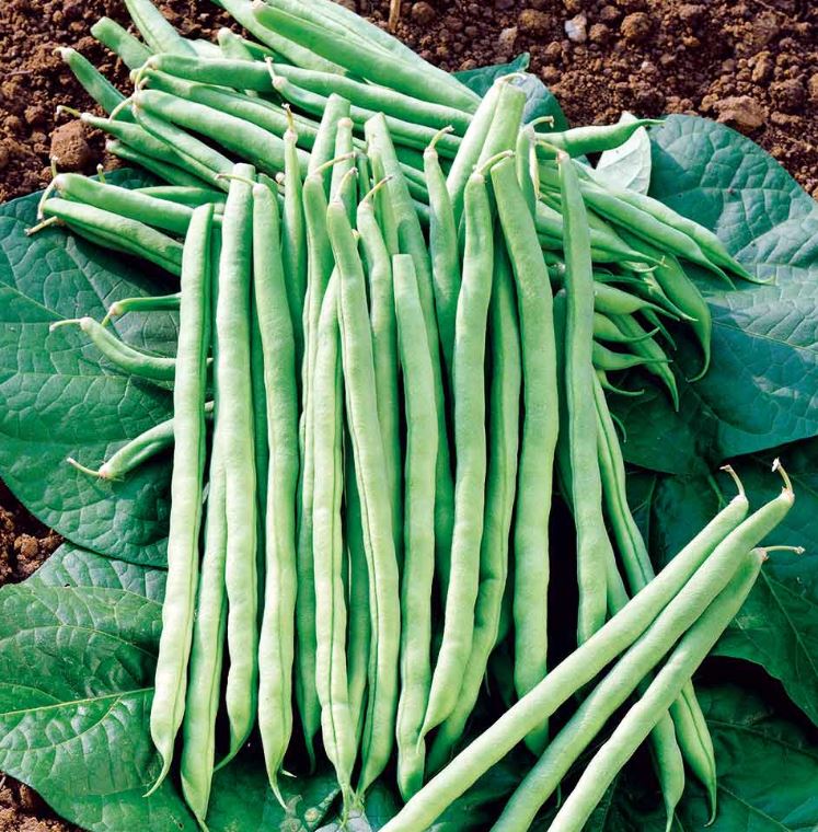 Climbing French Bean 'Colourful Climbing Mix' - Seeds - Image 4