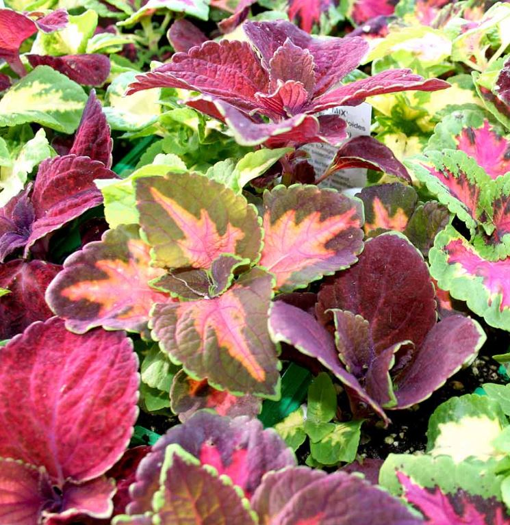 Coleus 'Rainbow Mix' - Seeds