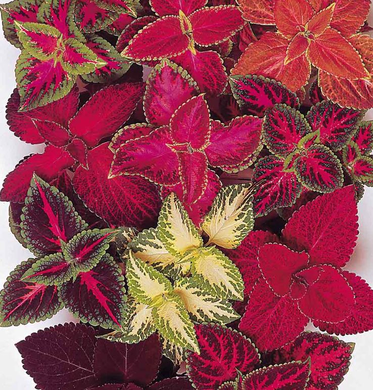 Coleus 'Rainbow Mix' - Seeds - Image 3